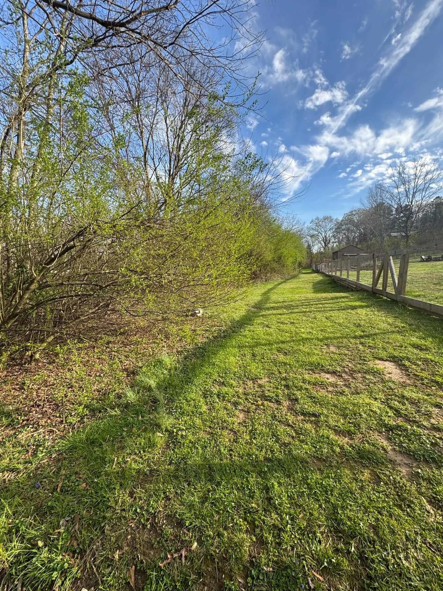 Cleared hedgerow after one mulching pass.