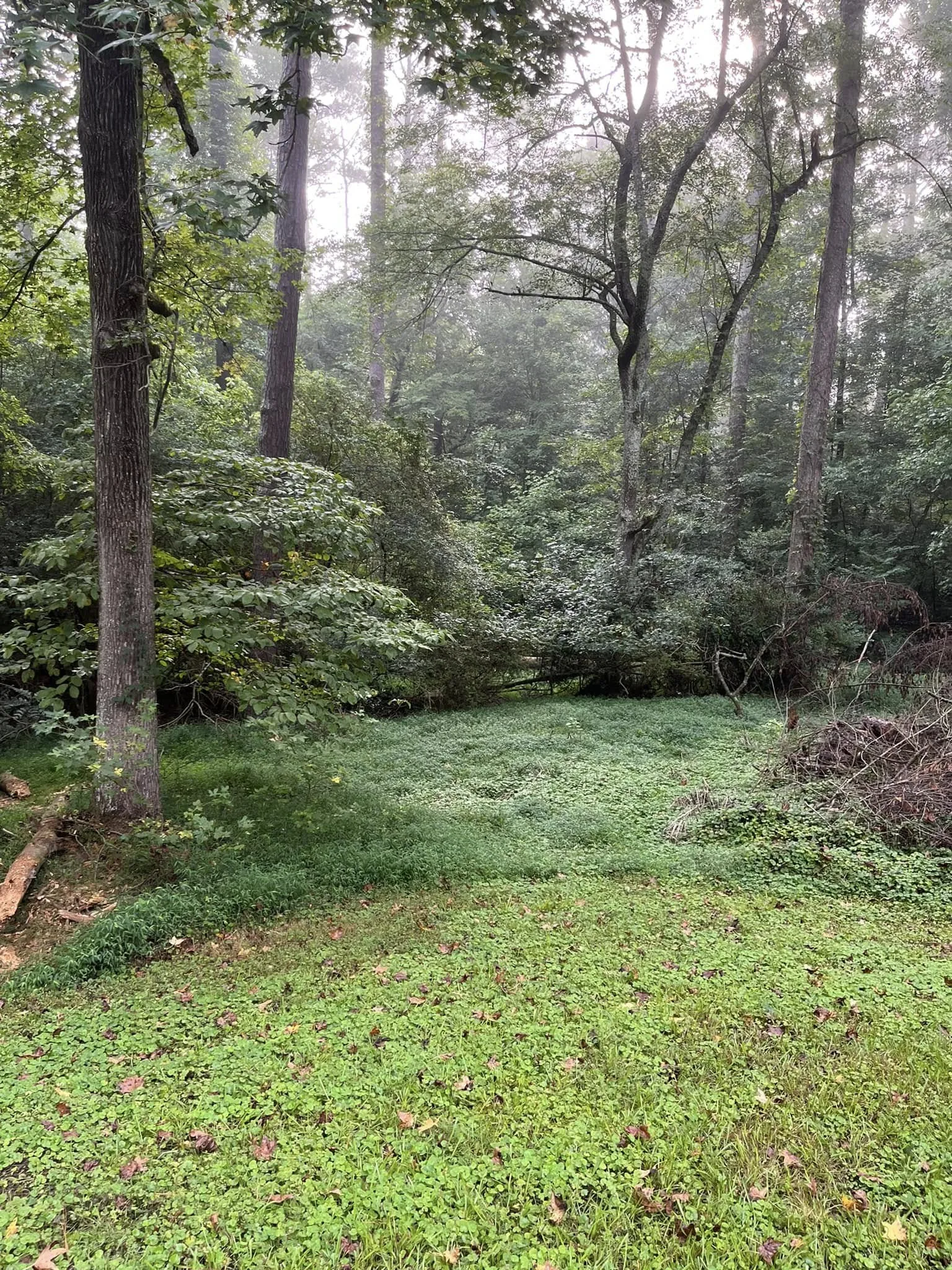 Before — Residential underbrush removal.
